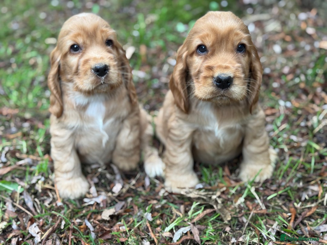 Cocker Spaniel dogs for sale: BEAUTIFUL KC SHOW TYPE COCKER SPANIELS  - Image 2