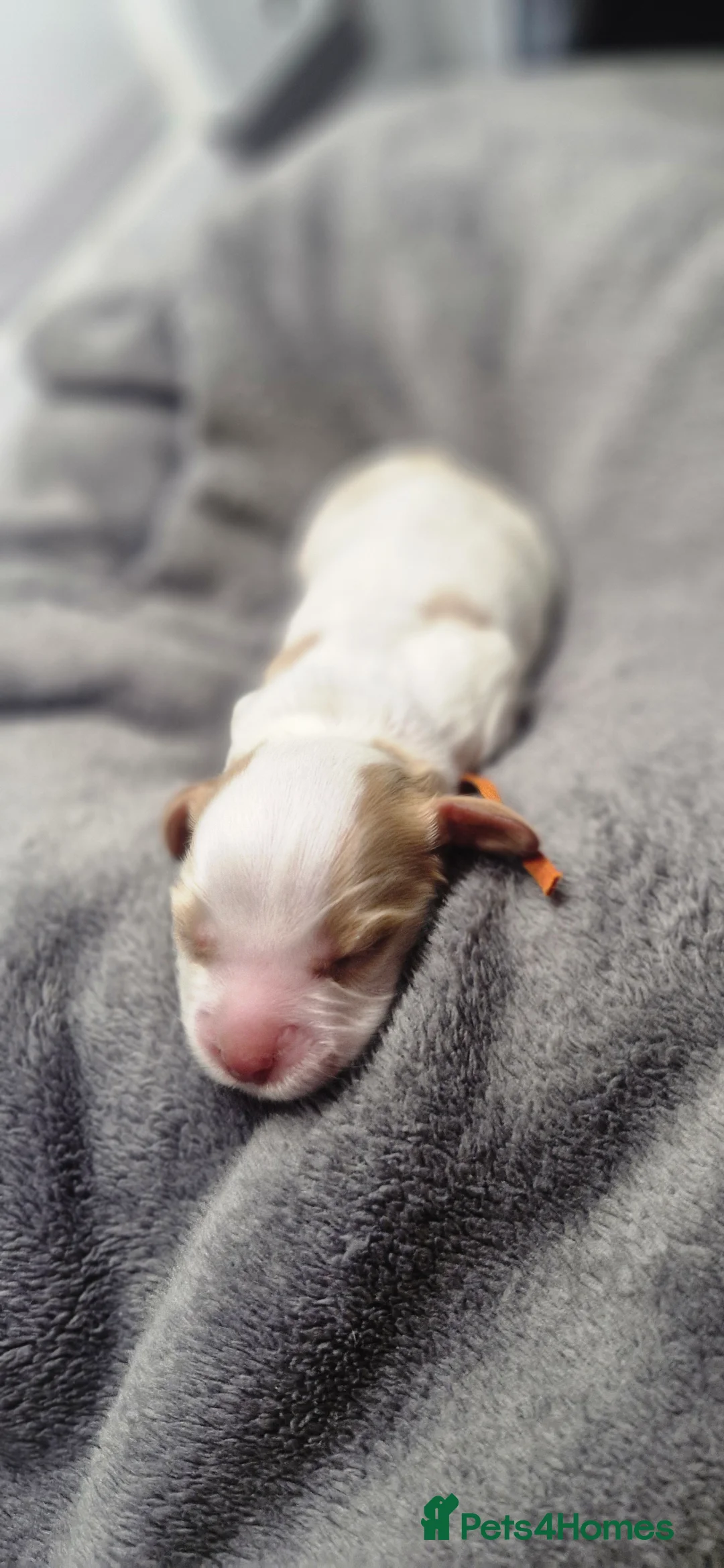Cocker Spaniel dogs for sale: Beautiful kc cocker spaniel puppies  - Advert 14
