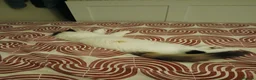 Mixed Breed cats for sale: Female kitten seeking new home  - Advert 21