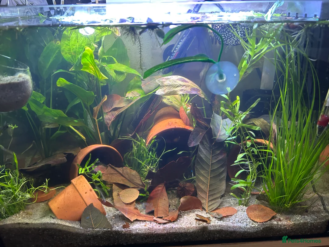 Bettas fish for sale: Male betta plakat!!! For rehoming!! in Livingston - Advert 1