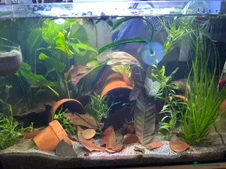 Bettas fish Male betta plakat!!! For rehoming!! - Advert 4