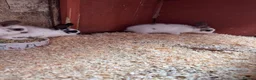 Mini Lop rabbits for sale: Mini lops ready to go - Advert 15