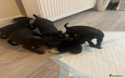 Patterdale Terrier dogs for sale: Patterdale pups for sale  - Image 2