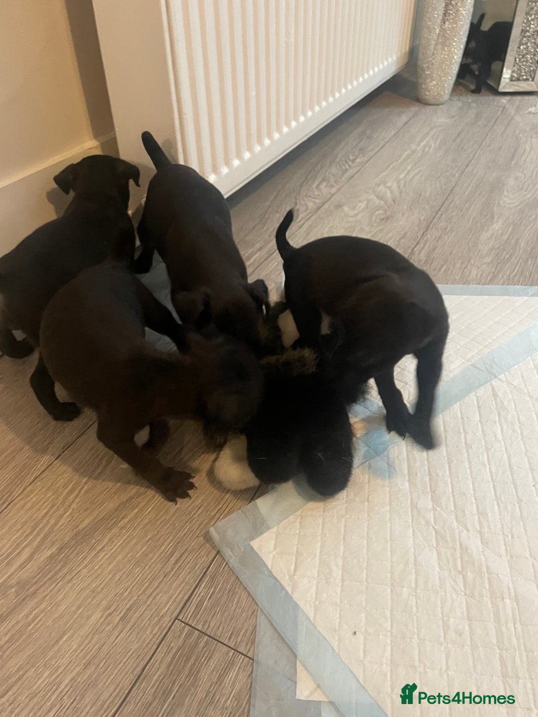 Patterdale Terrier dogs for sale: Patterdale pups for sale  - Image 2