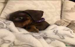 Miniature Dachshund dogs for sale: Minatare Dachshunds  - Image 4
