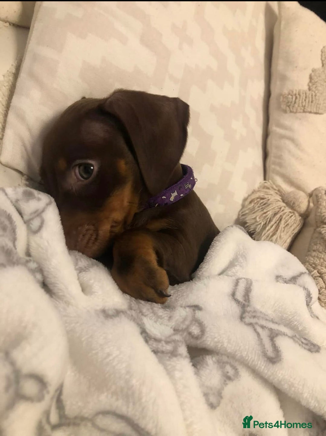 Miniature Dachshund dogs for sale: Minatare Dachshunds  - Image 4
