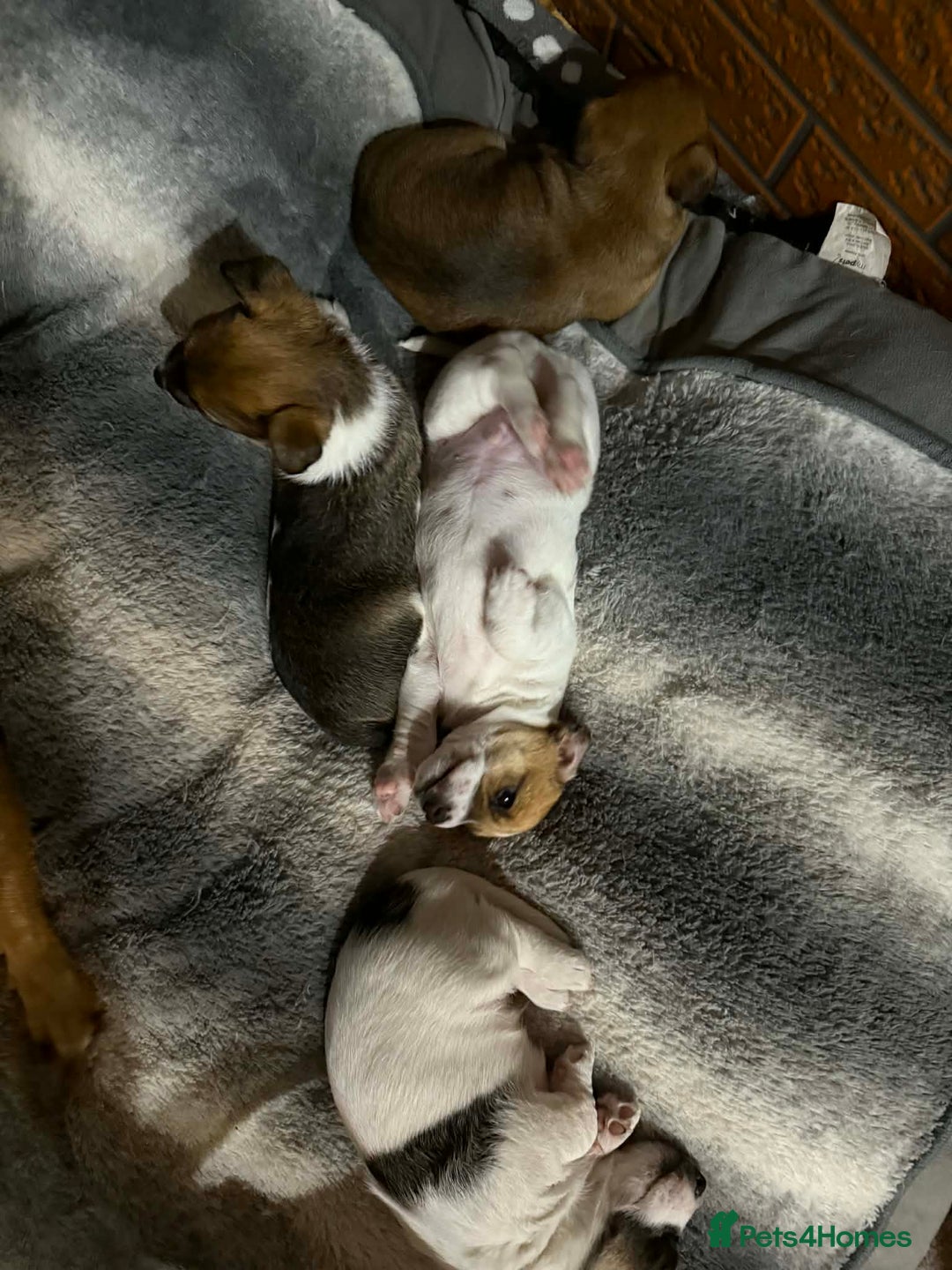 Jack Russell dogs for sale: Baby Jack Russell pups adorable  - Advert 9