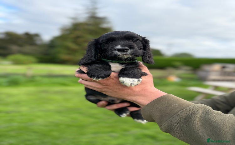 Cocker Spaniel dogs - Advert 3