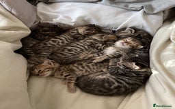 Mixed Breed cats for sale: 7 Half Snow Bengal kittens - Image 7