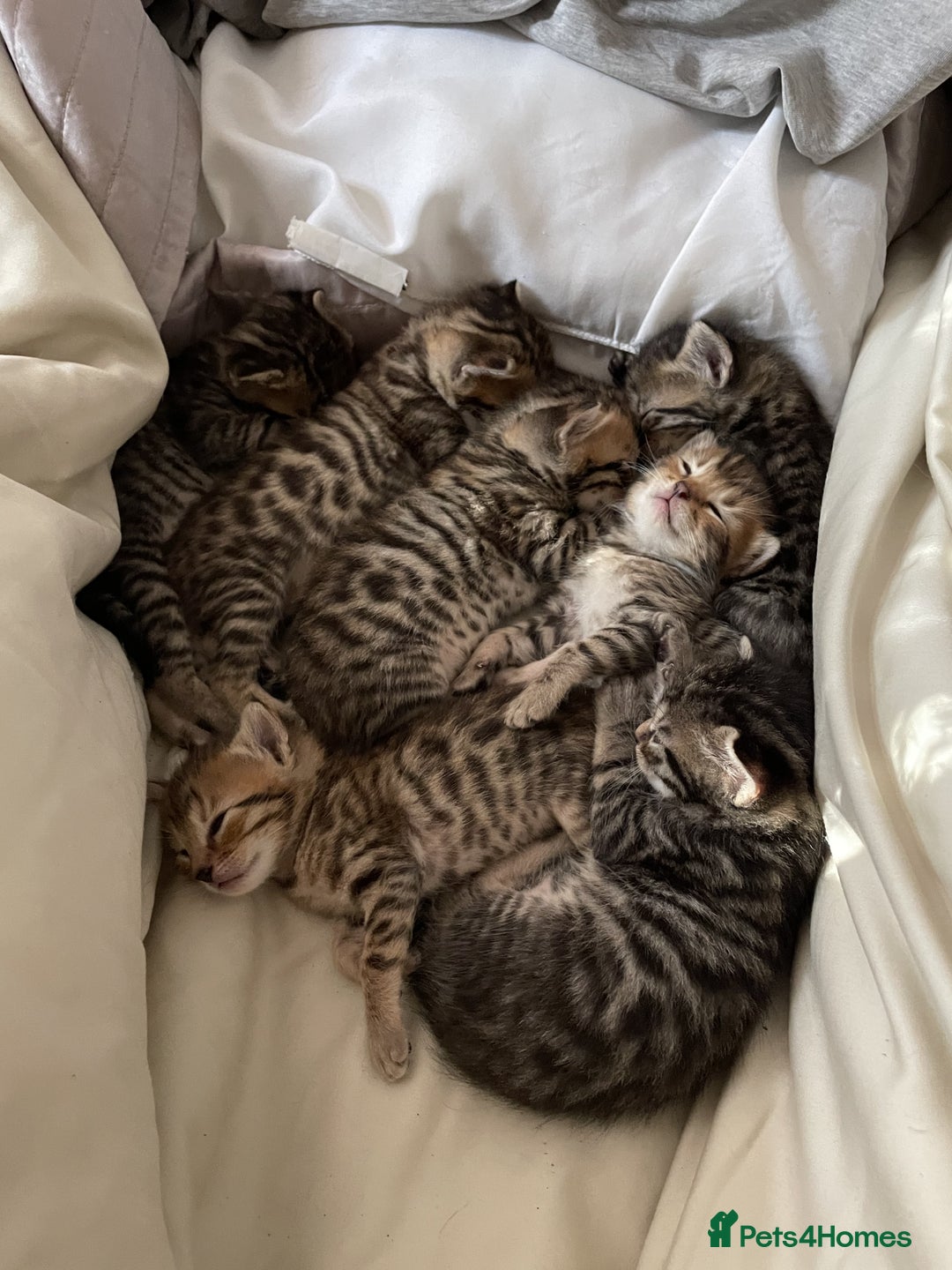 Mixed Breed cats for sale: 7 Half Snow Bengal kittens - Image 7