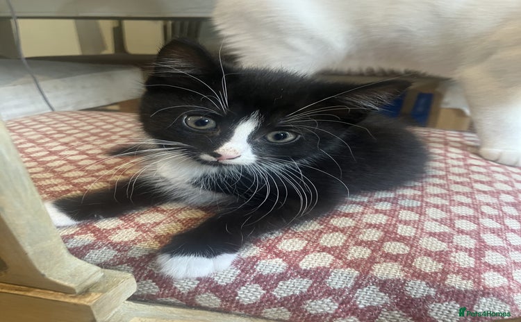 Mixed Breed cats - Advert 13