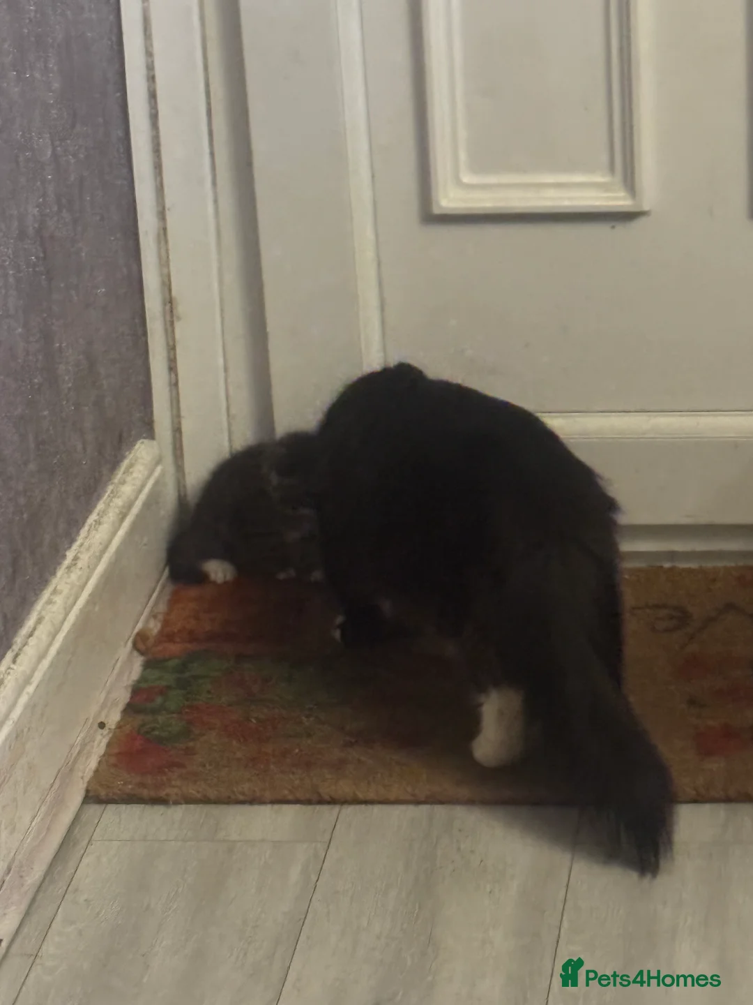 Mixed Breed cats for sale: Mixed Benegal Kittens  - Advert 10