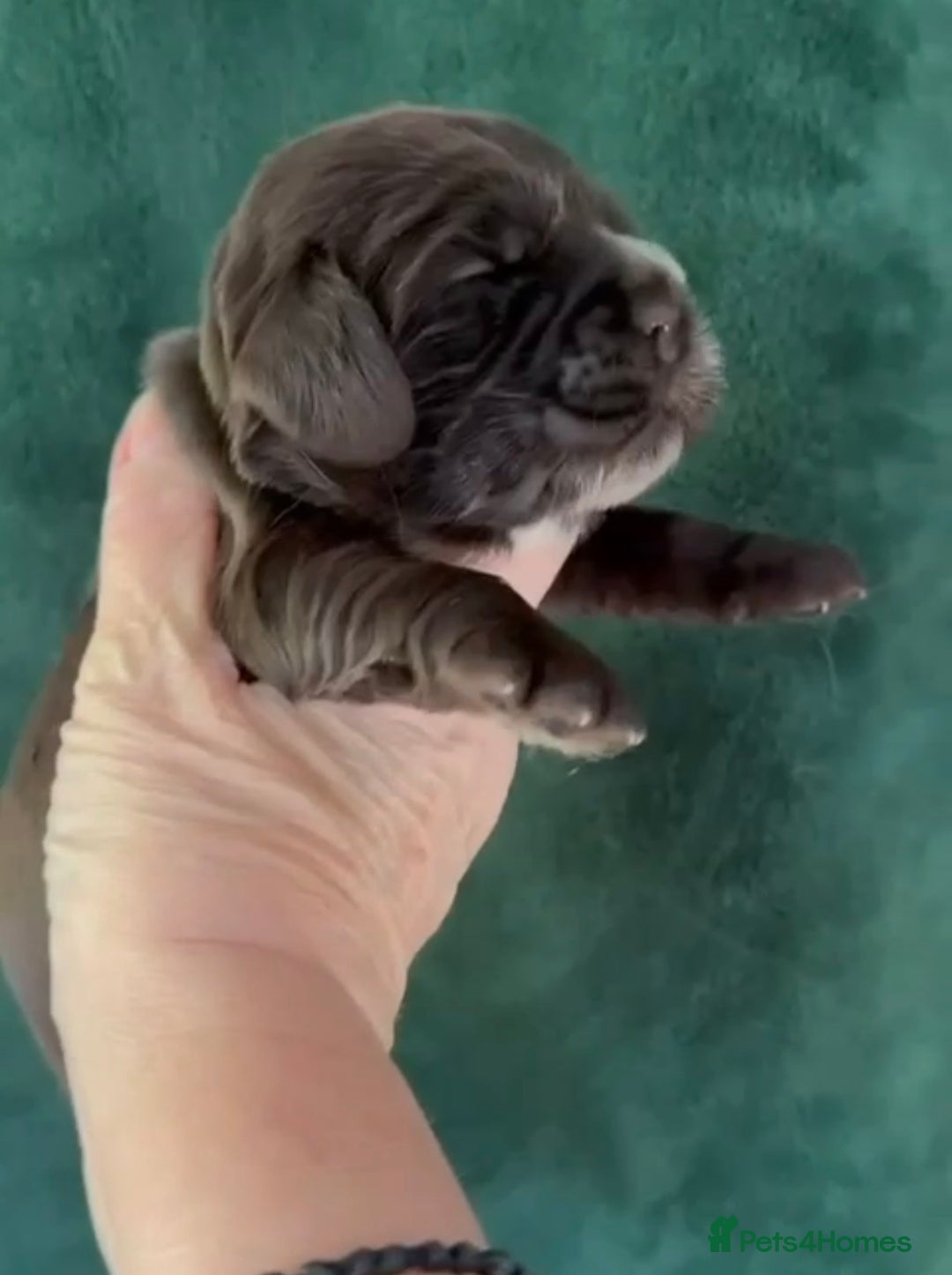 Cocker Spaniel dogs for sale: True To Type Show Cocker Spaniels - Advert 6