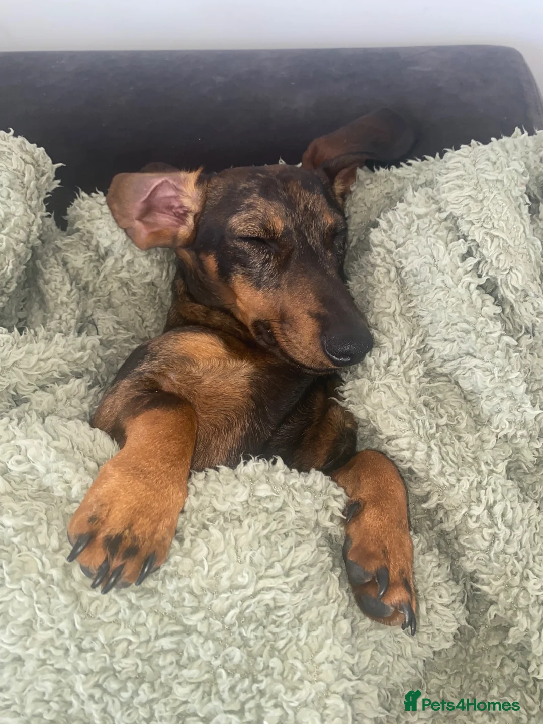 Dachshund dogs for sale: Dachshund Male 3 years - Advert 5