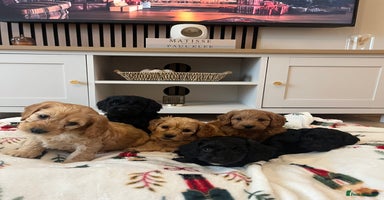 Cockapoo dogs - Advert 5