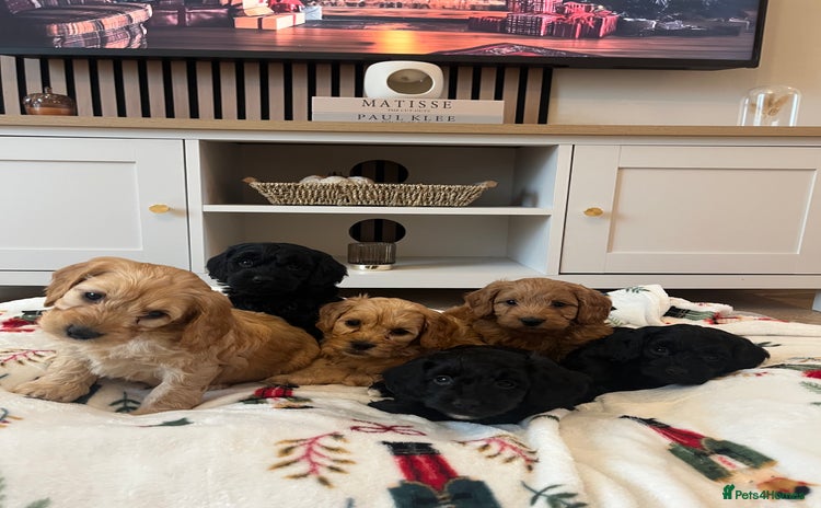 Cockapoo dogs - Advert 4