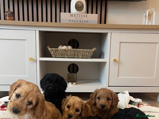 Cockapoo dogs - Advert 2