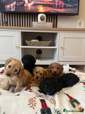 Cockapoo dogs - Advert 1