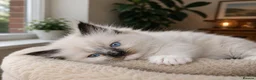 Ragdoll cats for sale: 🐾Ragdoll Kittens Looking for Loving Homes 🐾 - Advert 6