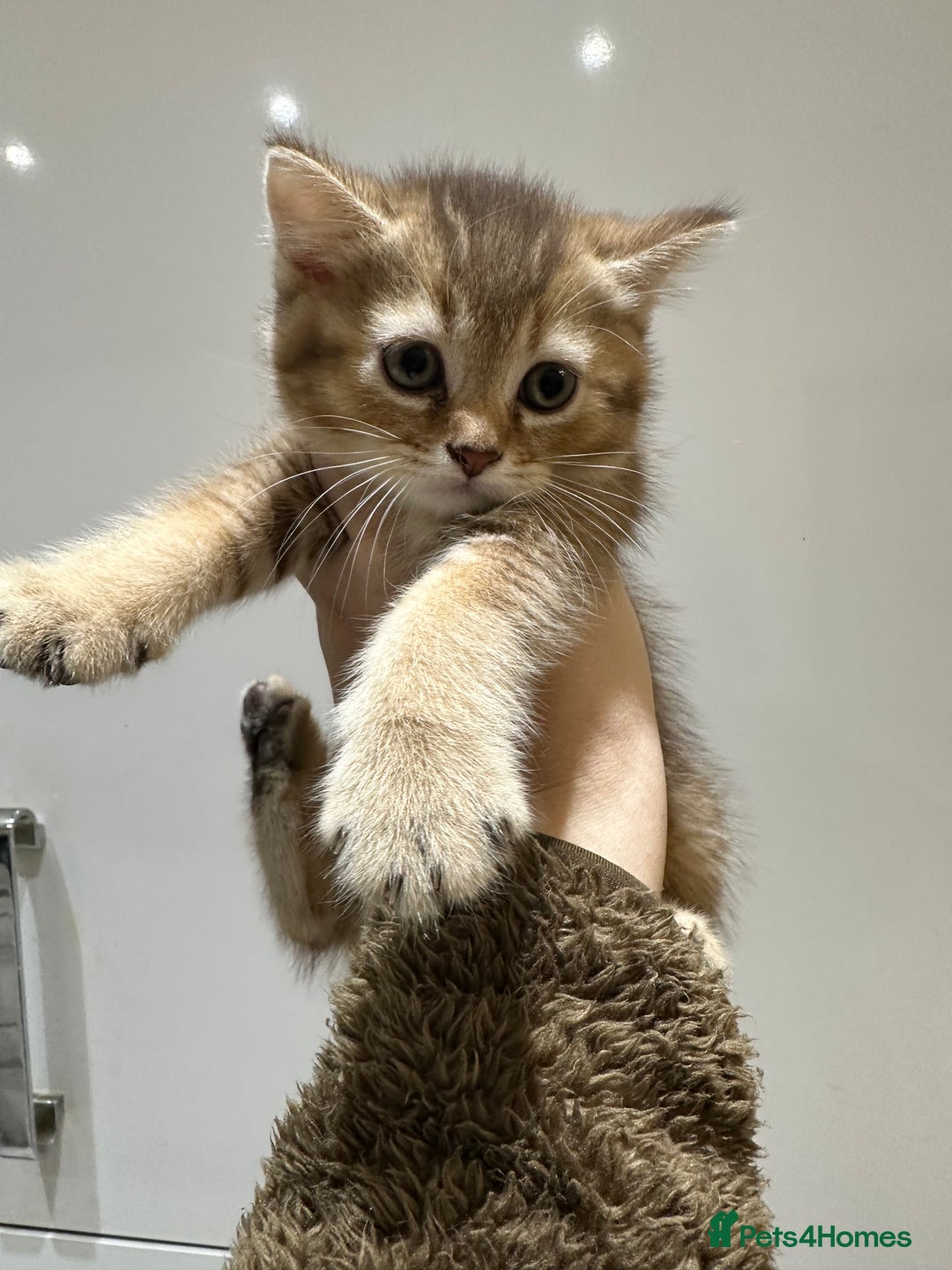 Scottish Fold cats for sale: Stunning Scottish fold kittens are ready - Advert 13