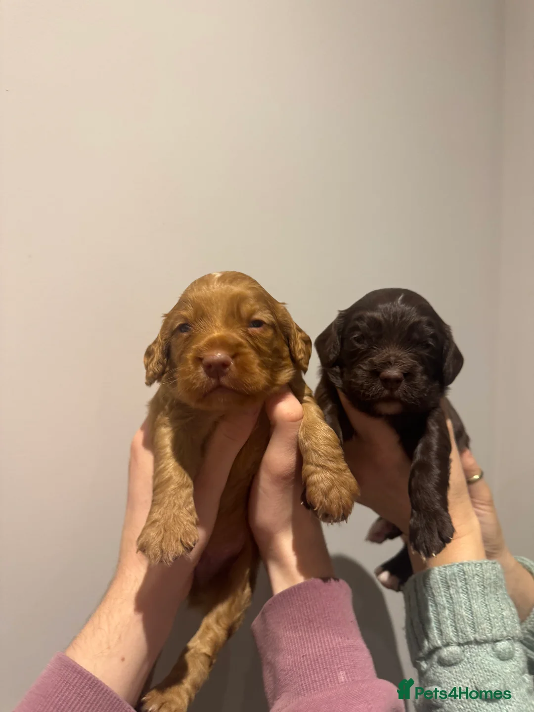 Sprocker dogs for sale: Sprocker spaniel puppies - Advert 5