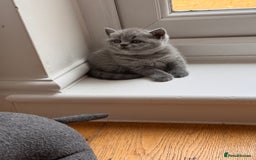 British Shorthair cats for sale: 🌟 Adorable British Shorthair Kittens – Ready! 🌟 - Image 24