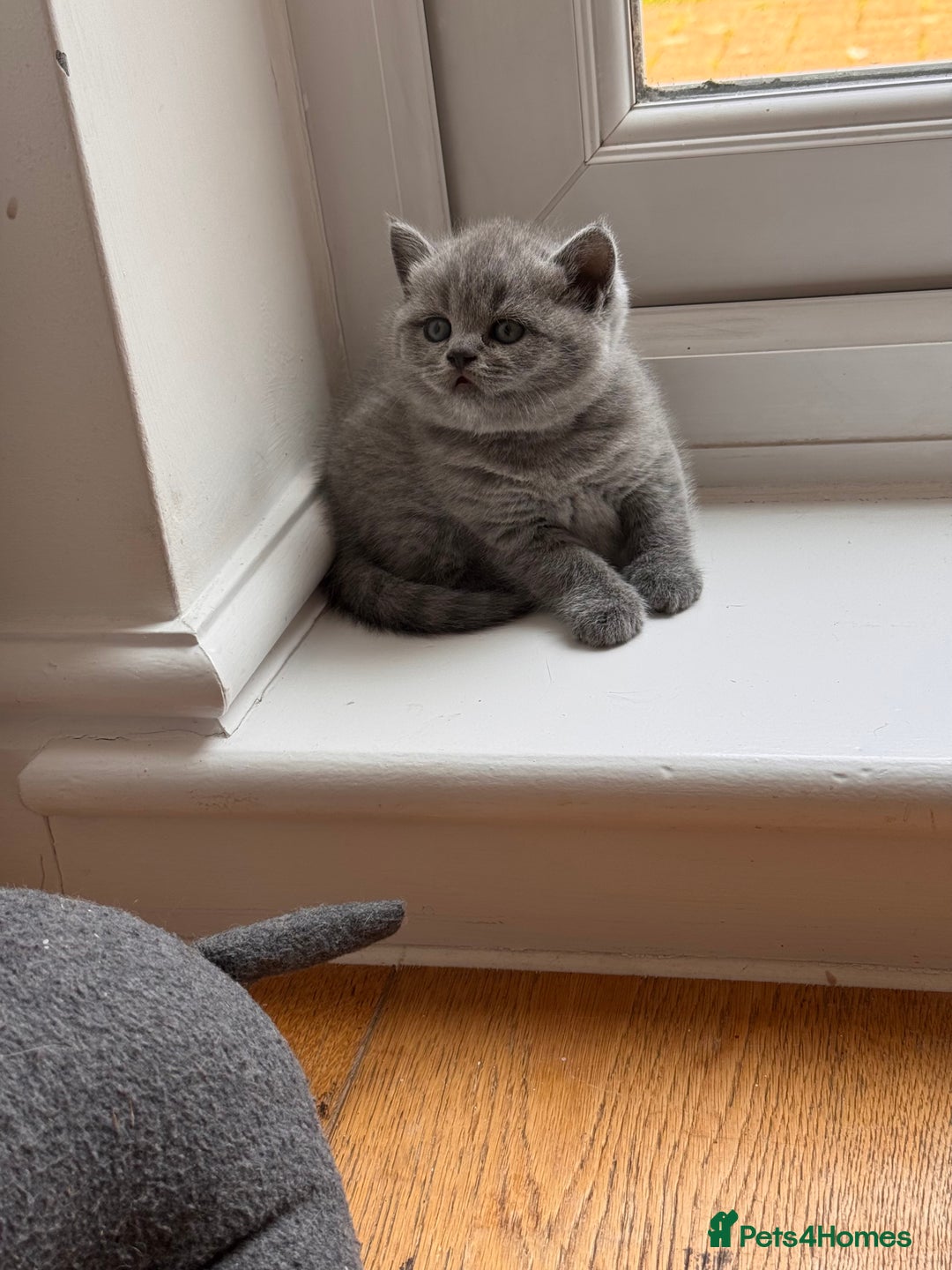 British Shorthair cats for sale: 🌟 Adorable British Shorthair Kittens – Ready! 🌟 - Image 24