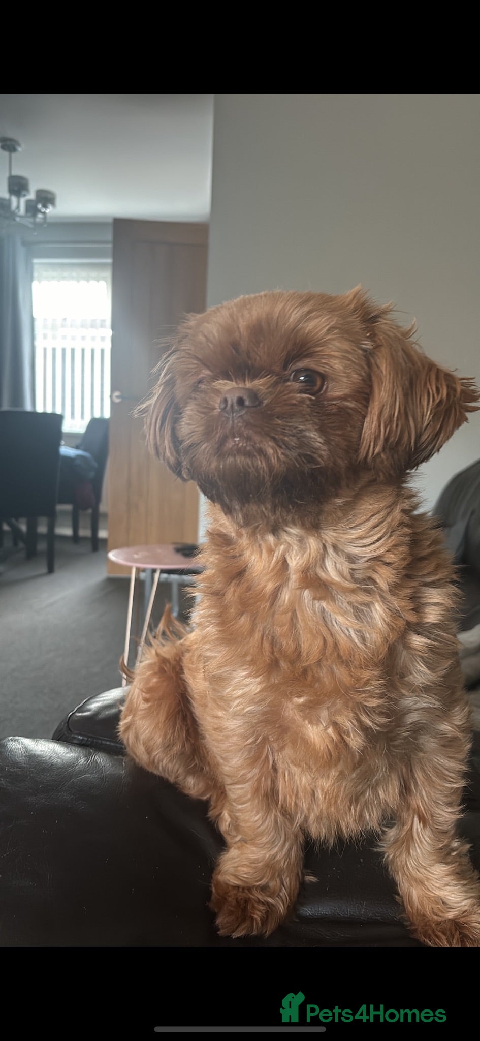 Shih Tzu dogs 6 Shih Tzu puppies  - Advert 1