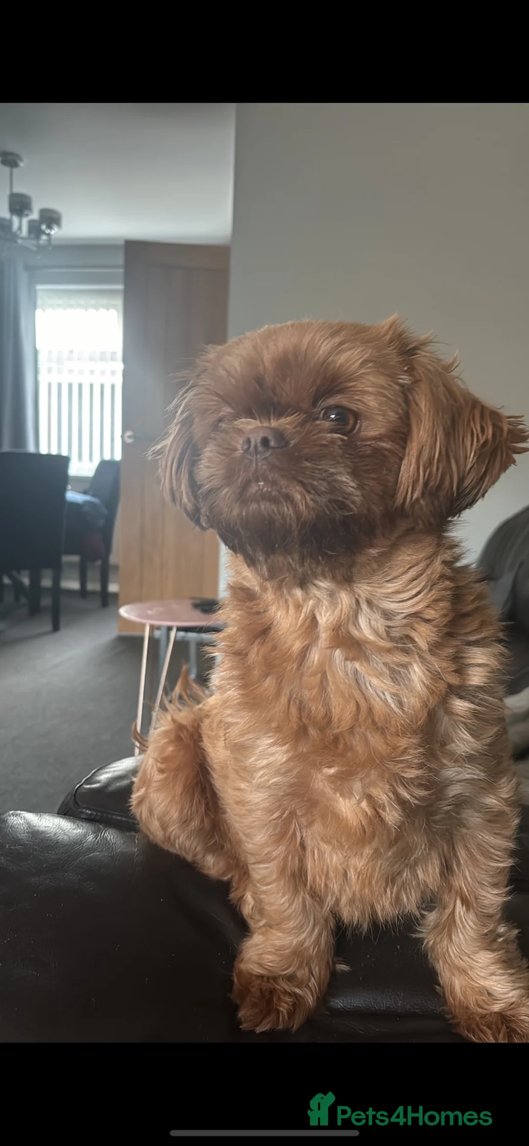 Shih Tzu dogs for sale: 6 Shih Tzu puppies  - Advert 1