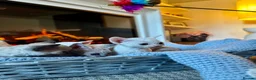 Devon Rex cats for sale: Exceptional FIFe Registered Devon Rex Kittens - Advert 15