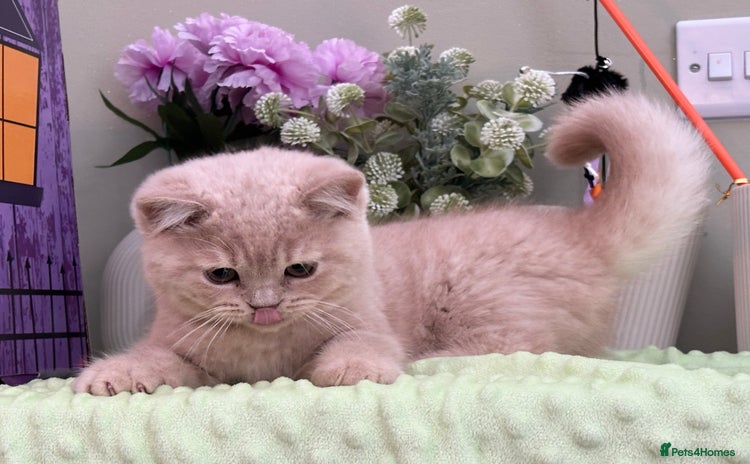 British Shorthair cats - Advert 14