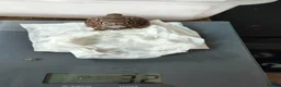 Tortoise reptiles for sale: Leopard spotted tortoises - Advert 15