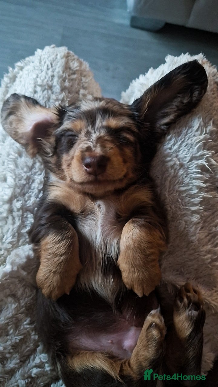 Miniature Dachshund dogs Outstanding dachshunds  - Advert 15