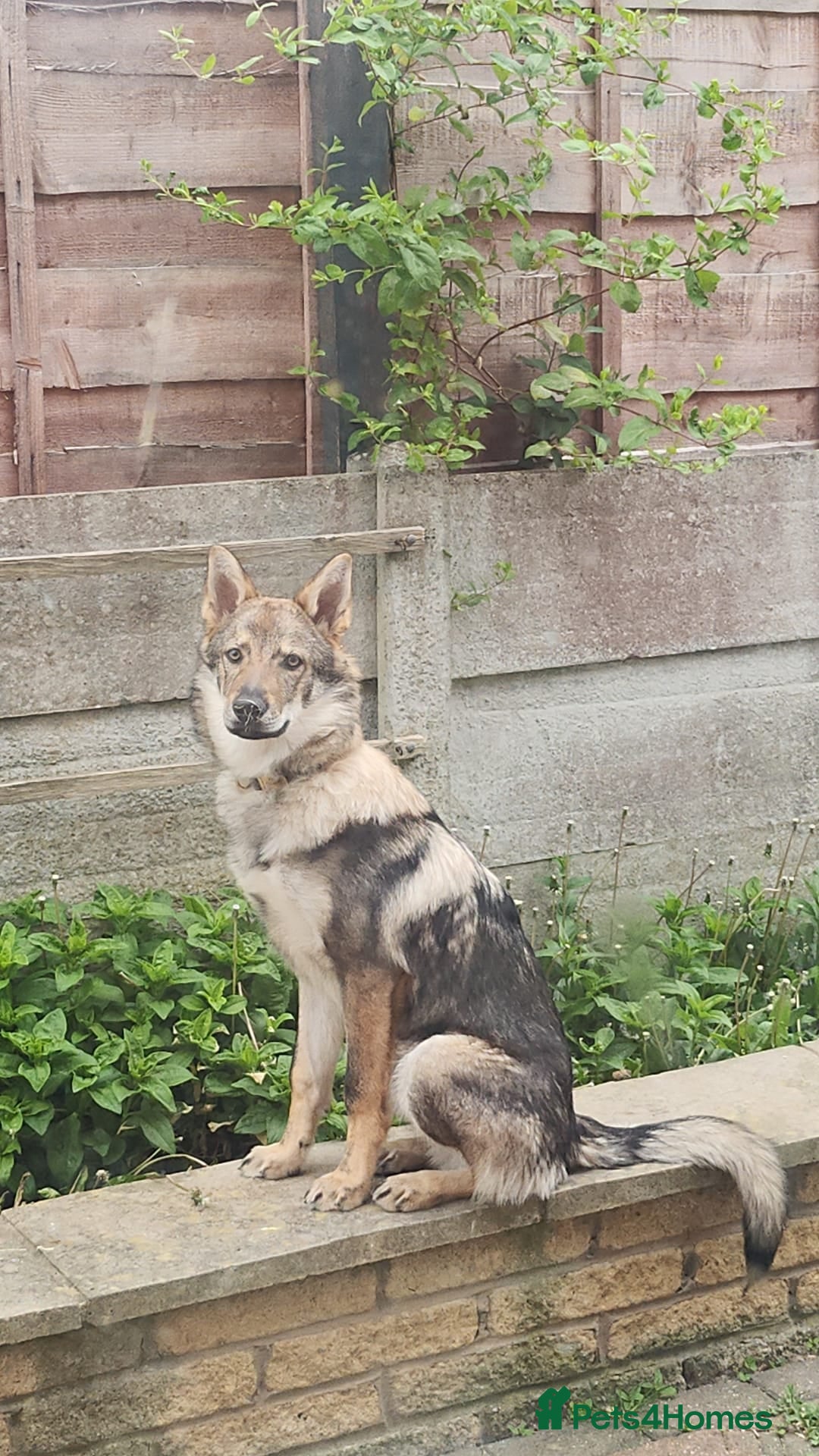 Saarloos Wolfdog dogs for sale: Saarloos wolfdog - Image 2