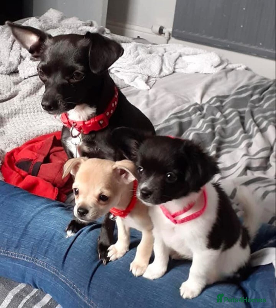 Chihuahua dogs for sale: Lovely little lady Chi - Image 6