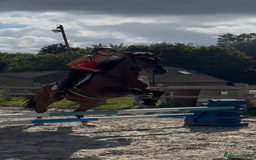 Irish Sports horses for sale: Teens horse / mother / daughter share - Image 14