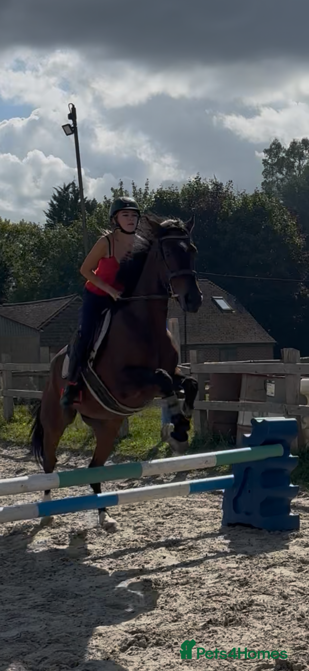 Irish Sports horses for sale: Teens horse / mother / daughter share - Image 14