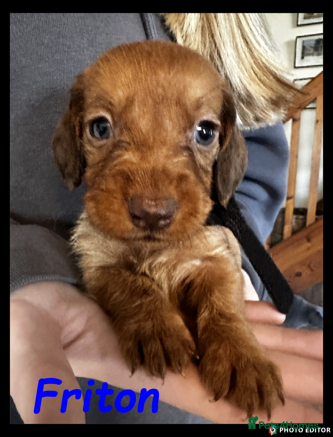 Dachshund dogs for sale: Beautiful Dachshunds ❤️❤️ - Advert 5