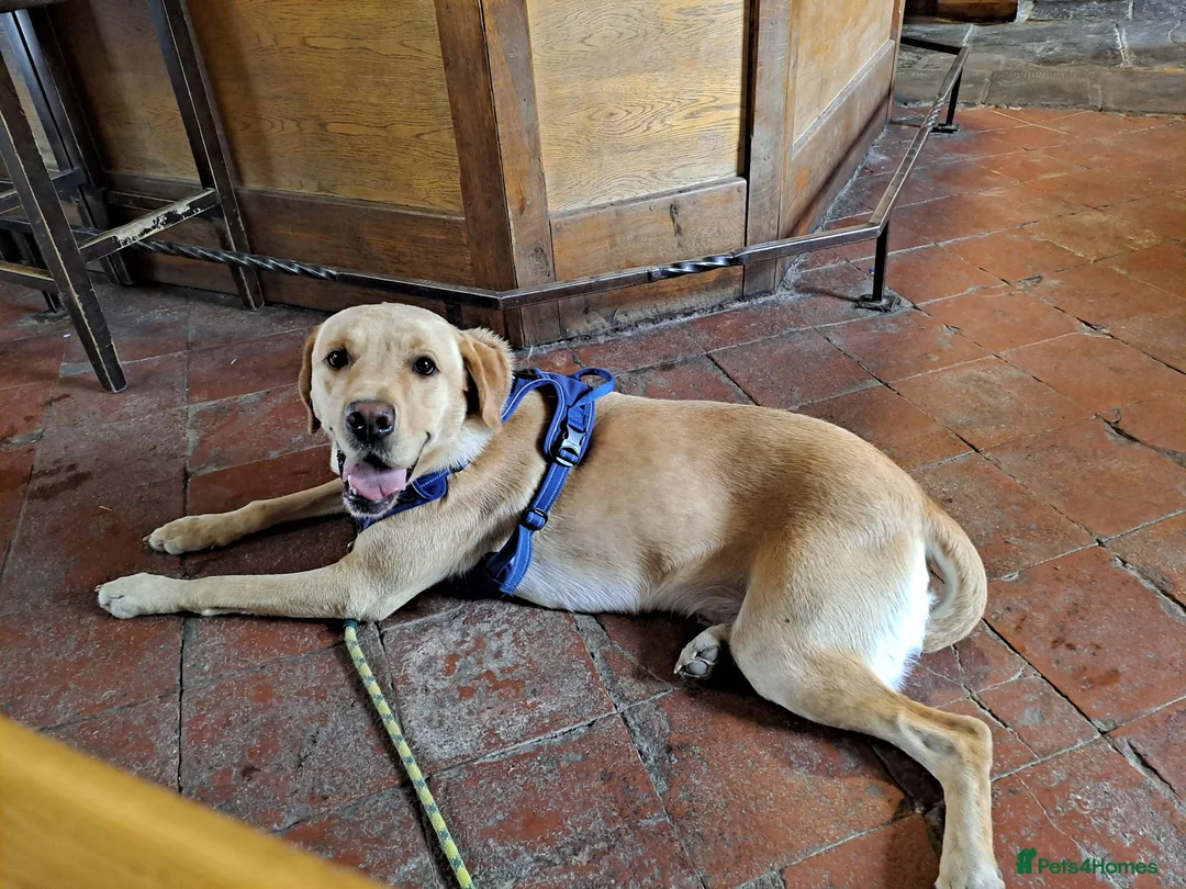 Labrador Retriever dogs for stud: Gorgeous KC Purebred Yellow Labrador For Stud - Advert 24