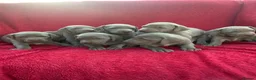 Weimaraner dogs for sale: KC Registered Weimaraner puppies for sale - Advert 1