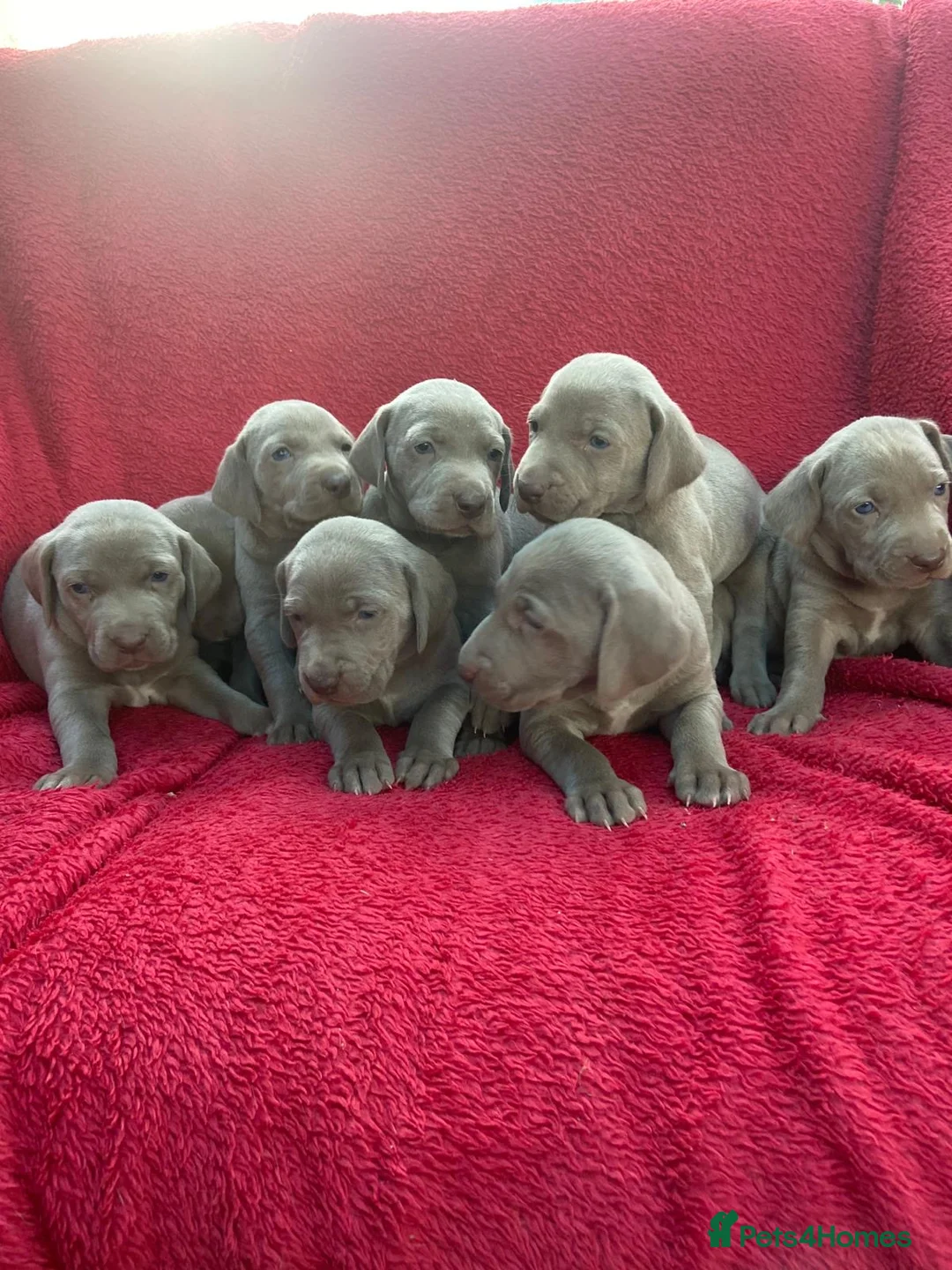 Weimaraner dogs for sale: KC Registered Weimaraner puppies for sale - Advert 1