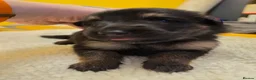 German Shepherd dogs for sale: German shepard pups in Glasgow - Advert 12