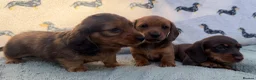 Miniature Dachshund dogs for sale: Quality miniature dachshunds  - Advert 7