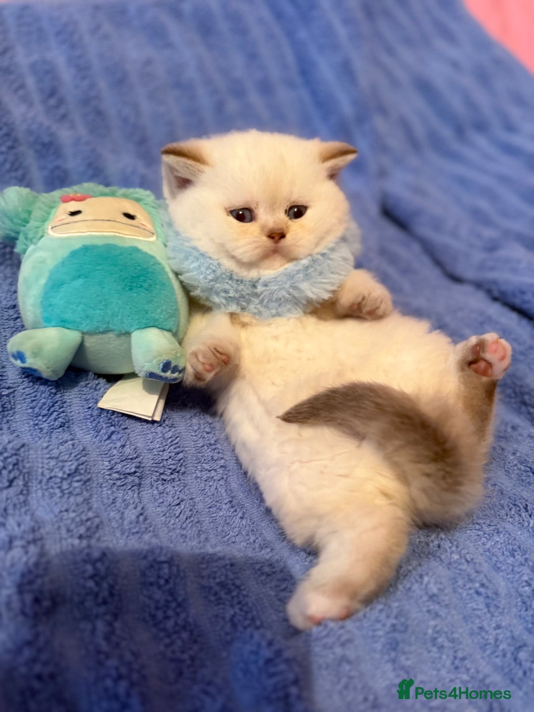 British Shorthair cats for sale: Quality British Shorthair kittens  - Image 5