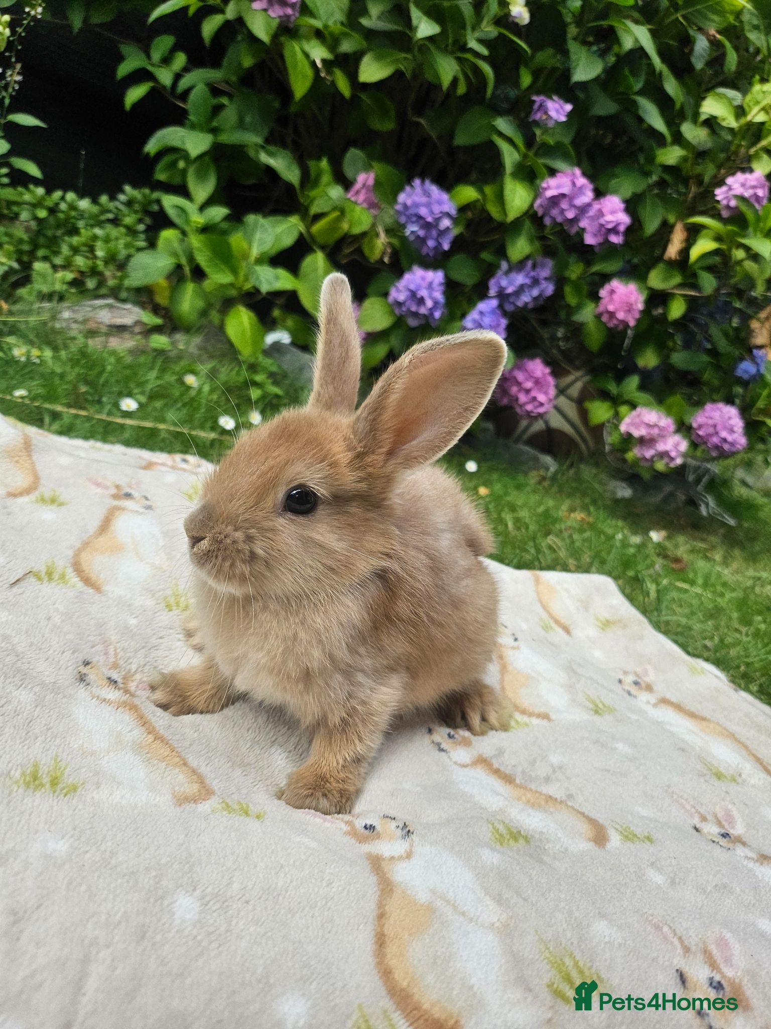 Mixed Breed rabbits Baby bunnies (Netherland dwarf cross Holland lop)  - Advert 15