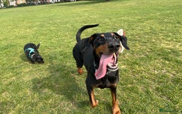 Dobermann dogs for sale: Sweet Doberman Girlie ❤️(price negotiable) - Image 6