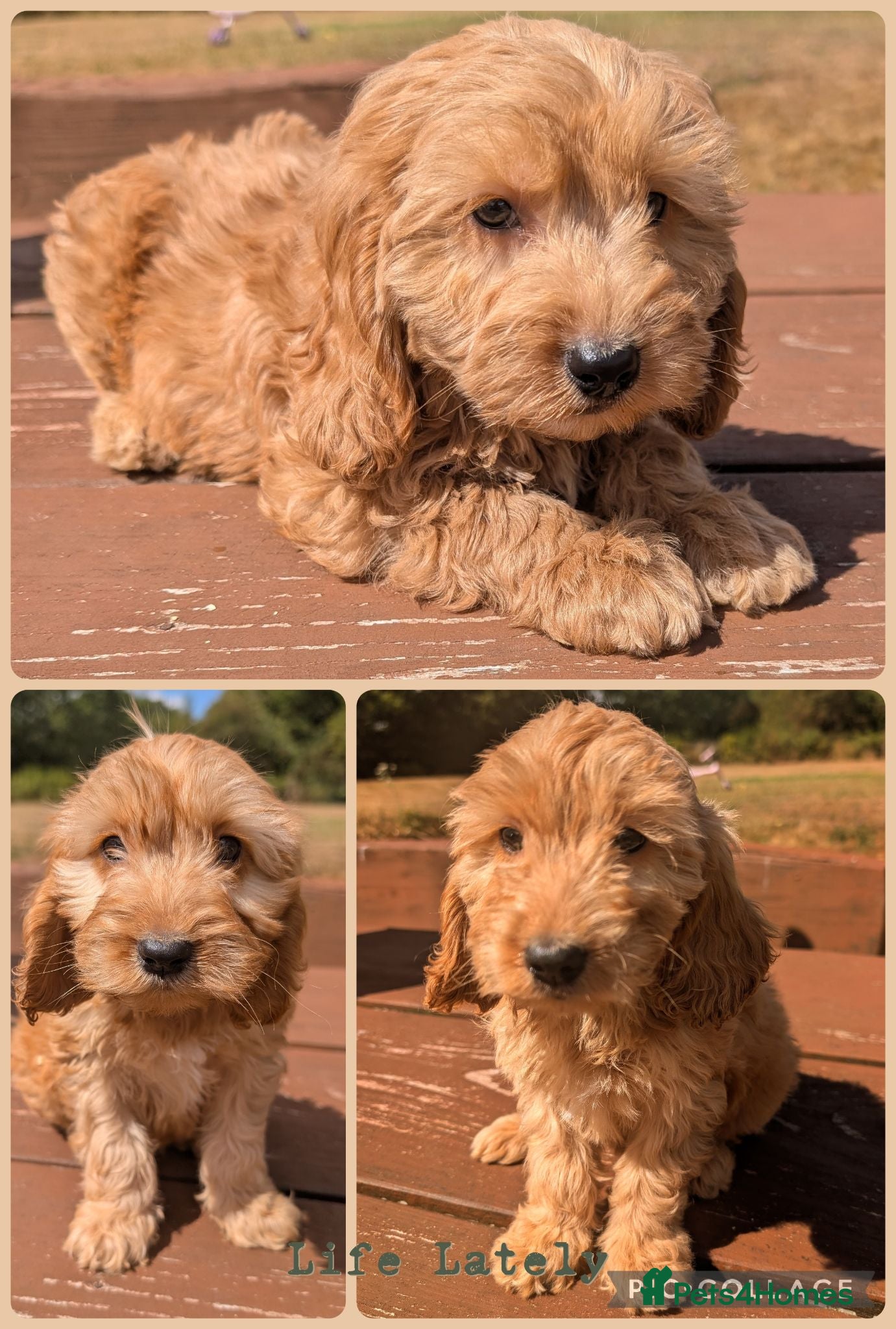Cockapoo dogs Quality DNA Clear Cockapoo Puppies  - Advert 1