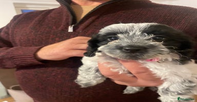 Mixed Breed dogs - Advert 16