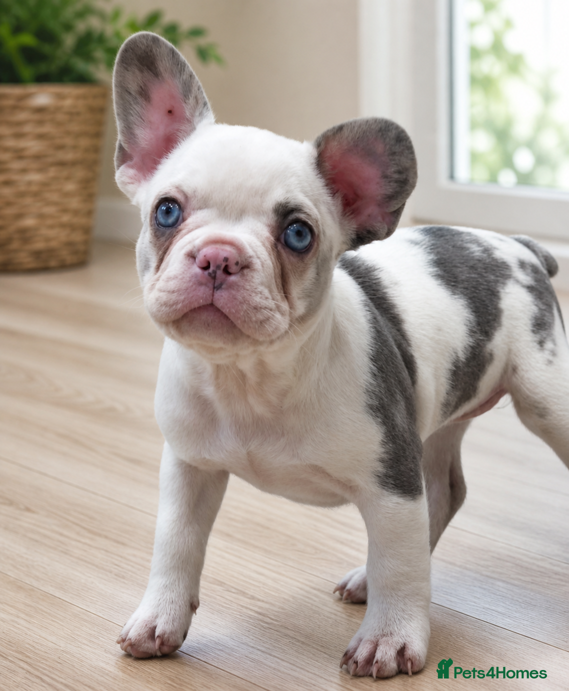 French Bulldog dogs *Ready NOW!!** Last Female!** - Advert 7