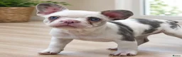 French Bulldog dogs for sale: *Ready NOW!!** Last Female!** - Advert 4